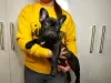 Additional photos: Brindle Beauty French Bulldog