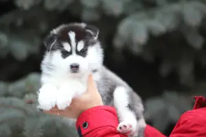 Photo №4. I will sell siberian husky in the city of Voronezh. from nursery - price - 569$