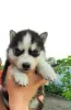 Photo №1. siberian husky - for sale in the city of Тавда | 68$ | Announcement № 10592