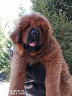 Photo №3. Tibetan mastiffs. Russian Federation