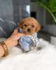 Photo №2 to announcement № 111269 for the sale of poodle (toy) - buy in United States breeder