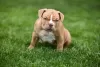 Additional photos: American Bully puppies for sale