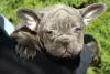 Additional photos: Exotic french bulldog puppies