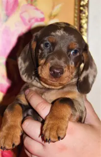 Photo №2 to announcement № 2489 for the sale of dachshund - buy in Russian Federation from nursery