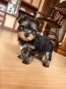 Photo №1. yorkshire terrier - for sale in the city of Kiev | 365$ | Announcement № 10580