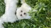 Additional photos: Maltese puppies for sale 3 months old