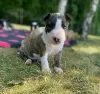 Photo №2 to announcement № 127405 for the sale of bull terrier - buy in Estonia private announcement