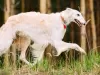 Photo №1. borzoi - for sale in the city of Birmingham | 1902$ | Announcement № 125934