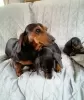 Photo №3. Female Miniature Dachshund puppies. United States