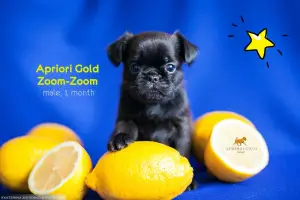 Photo №4. I will sell petit brabançon in the city of Chelyabinsk. breeder - price - 480$