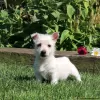 Photo №1. west highland white terrier - for sale in the city of Essen | negotiated | Announcement № 44769