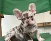 Photo №1. french bulldog - for sale in the city of Nachod | Is free | Announcement № 96522