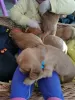 Additional photos: Beautiful Kc Reg Working Cocker Spaniel Puppies