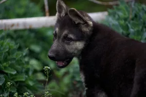 Additional photos: female VEO, from 26.02, with a puppy metric