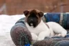 Additional photos: Puppy American Akita