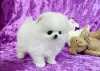 Photo №1. pomeranian - for sale in the city of Alabaster | negotiated | Announcement № 76548