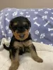 Additional photos: Airedale Terrier ZkwP/FCI puppy - female and male