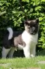 Photo №3. American Akita. Russian Federation