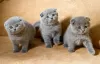 Photo №1. scottish fold - for sale in the city of Roeselare | Is free | Announcement № 127760