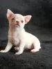 Photo №4. I will sell chihuahua in the city of Grodno. from nursery, breeder - price - 377$