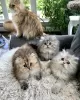 Photo №3. Beautiful golden and chinchilla persian kittens. Lithuania