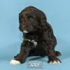 Photo №1. portuguese water dog - for sale in the city of Evora | negotiated | Announcement № 98483