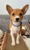 Additional photos: Basenji puppies 20/12/2023