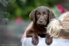 Photo №2 to announcement № 64565 for the sale of labrador retriever - buy in Russian Federation breeder