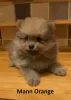 Photo №1. pomeranian - for sale in the city of Berlin | negotiated | Announcement № 52405