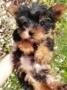 Photo №4. I will sell beaver yorkshire terrier, yorkshire terrier in the city of Tallinn. private announcement, from nursery, breeder - price - 423$