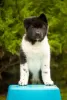 Photo №1. american akita - for sale in the city of Dnipro | 1414$ | Announcement № 69325