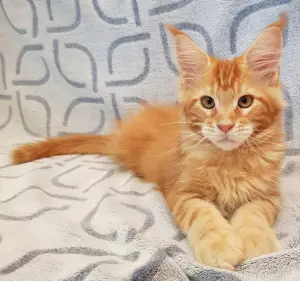 Photo №3. Kitten breed Maine Coon show class, 3 months. Show temperament. Color: red.. Slovenia