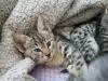 Photo №3. Lovely Savannah Kittens with Pedigree for sale to new homes. United States