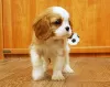 Photo №2 to announcement № 14095 for the sale of cavalier king charles spaniel - buy in Ukraine from nursery