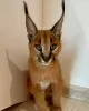 Photo №2 to announcement № 99631 for the sale of caracal - buy in Denmark private announcement, from nursery, from the shelter, breeder