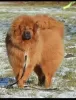 Additional photos: Tibetan mastiff