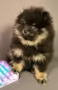 Additional photos: Adorable Pomeranian girl