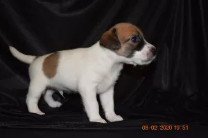 Photo №3. Jack Russell Terrier Puppies. Belarus