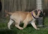 Additional photos: bullmastiff female Daila available