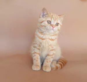 Photo №2 to announcement № 6013 for the sale of british shorthair - buy in Belarus breeder