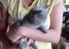 Photo №4. I will sell british shorthair in the city of Ostrava. breeder - price - 416$