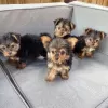 Photo №1. yorkshire terrier - for sale in the city of Gera | 358$ | Announcement № 130476