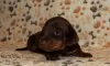 Additional photos: We offer club puppies smooth-haired dachshund with documents (UCI).