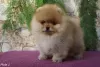 Photo №1. pomeranian - for sale in the city of Сигулда | 1268$ | Announcement № 36299