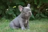 Photo №1. french bulldog - for sale in the city of Aalen | 317$ | Announcement № 70872