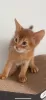 Photo №2 to announcement № 52480 for the sale of abyssinian cat - buy in Russian Federation private announcement, from nursery