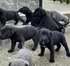 Additional photos: Cane Corso puppies