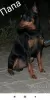 Photo №2 to announcement № 18286 for the sale of miniature pinscher - buy in Belarus private announcement