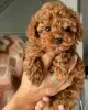 Photo №1. poodle (dwarf) - for sale in the city of Trelleborg | negotiated | Announcement № 19471