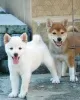 Photo №1. shiba inu - for sale in the city of Prague | negotiated | Announcement № 129015